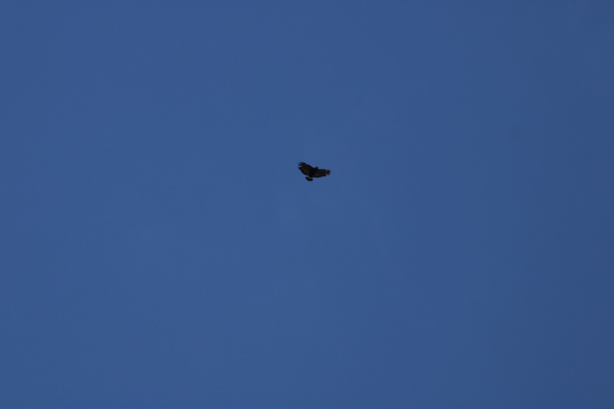 Common Black Hawk - ML638455721