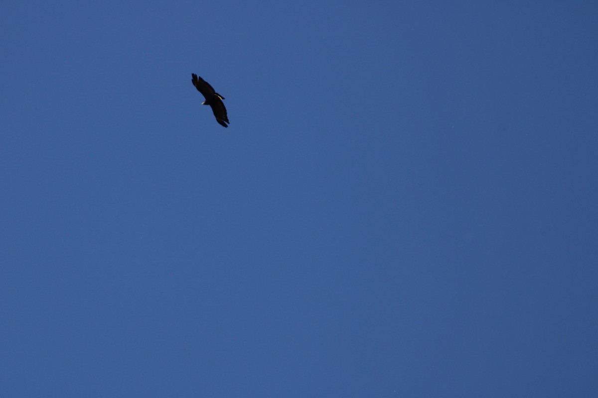 Common Black Hawk - ML638455722