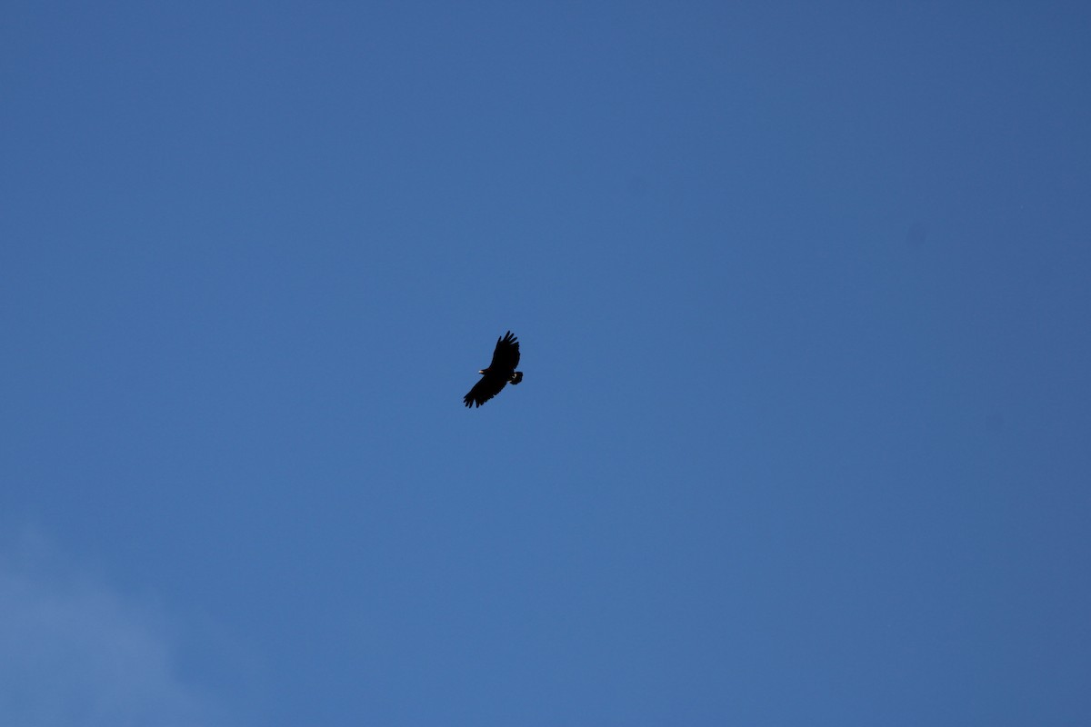 Common Black Hawk - ML638455723