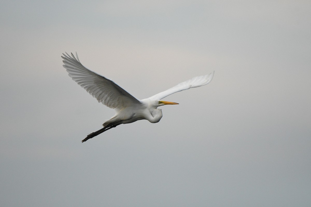 Great Egret - ML638455728