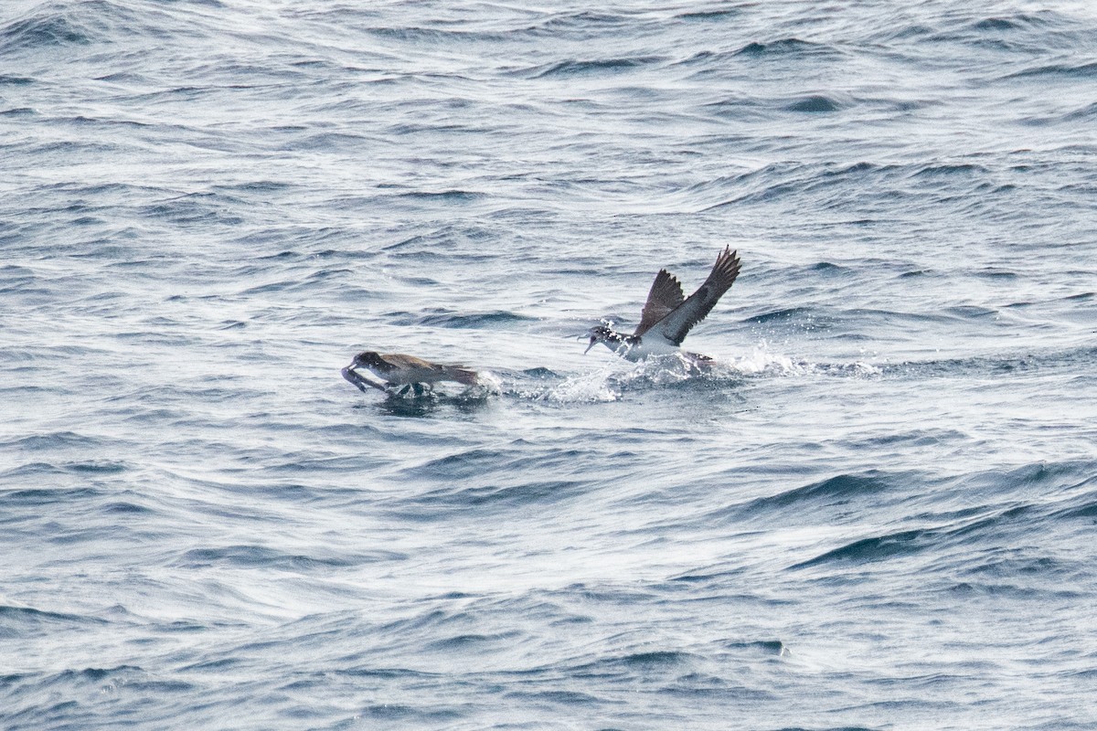 Streaked Shearwater - ML638455762