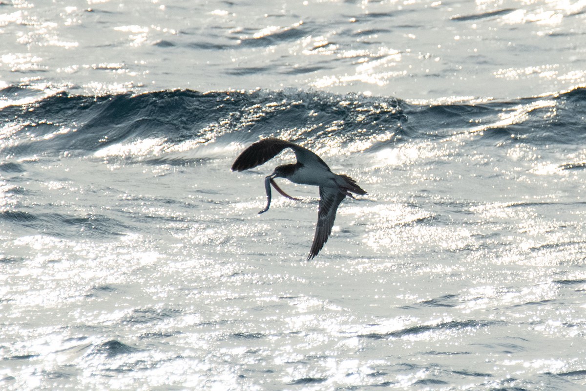 Streaked Shearwater - ML638455763