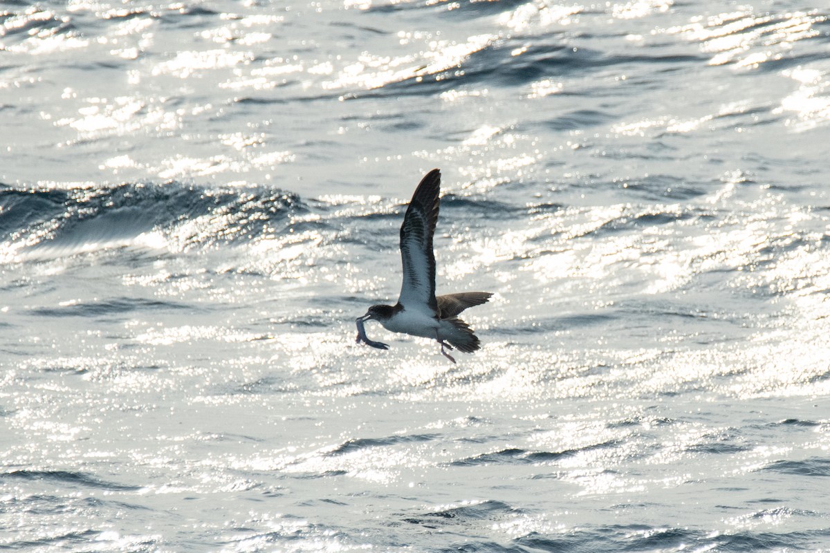 Streaked Shearwater - ML638455764