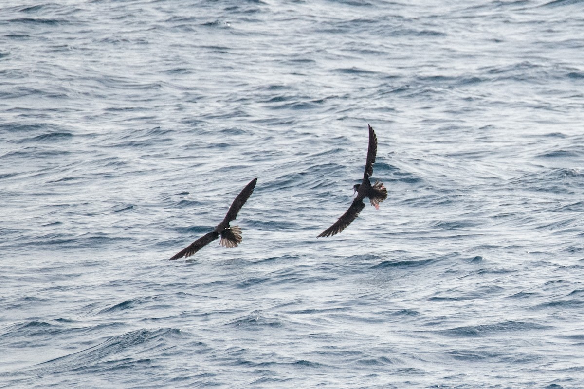 Streaked Shearwater - ML638455765