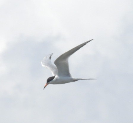 Forster's Tern - ML638455785