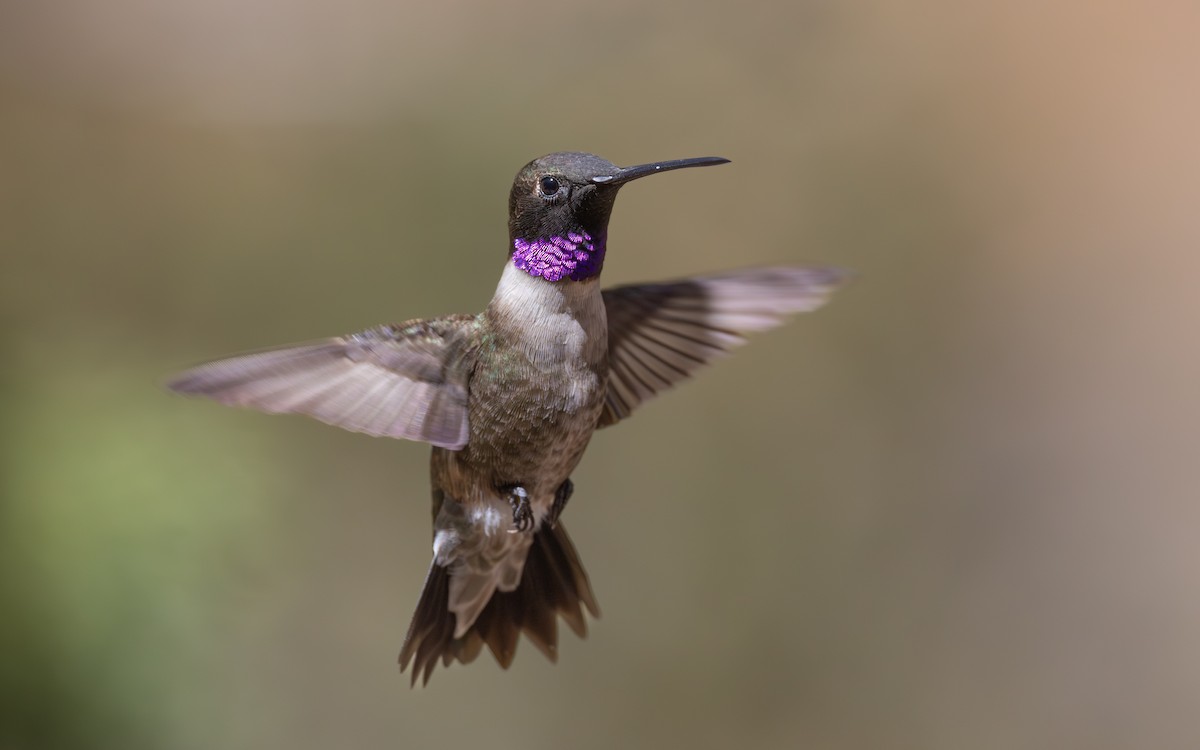 Black-chinned Hummingbird - ML638455789