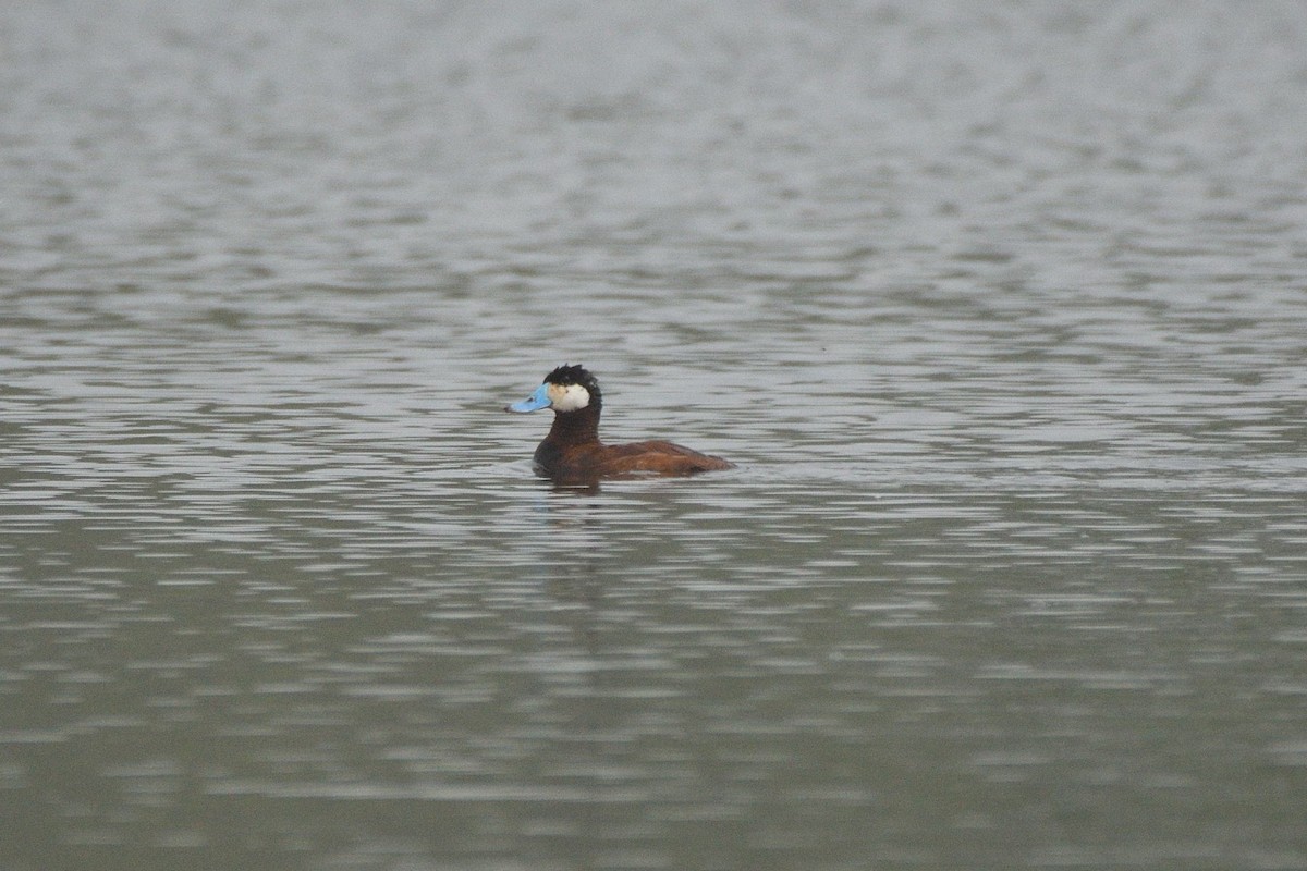 Ruddy Duck - ML638455812