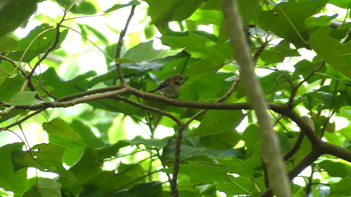 Oahu Elepaio - ML638455813