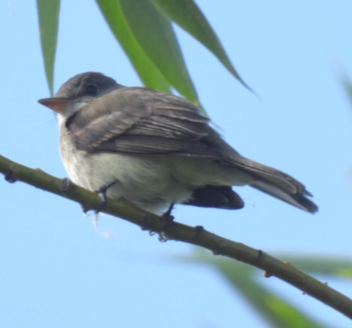 Willow Flycatcher - ML638455815