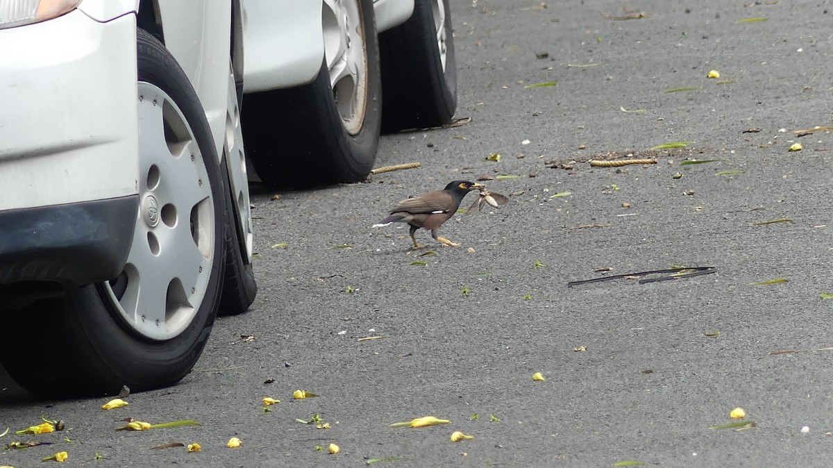 Common Myna - ML638455828