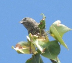 Red Crossbill - ML638455848