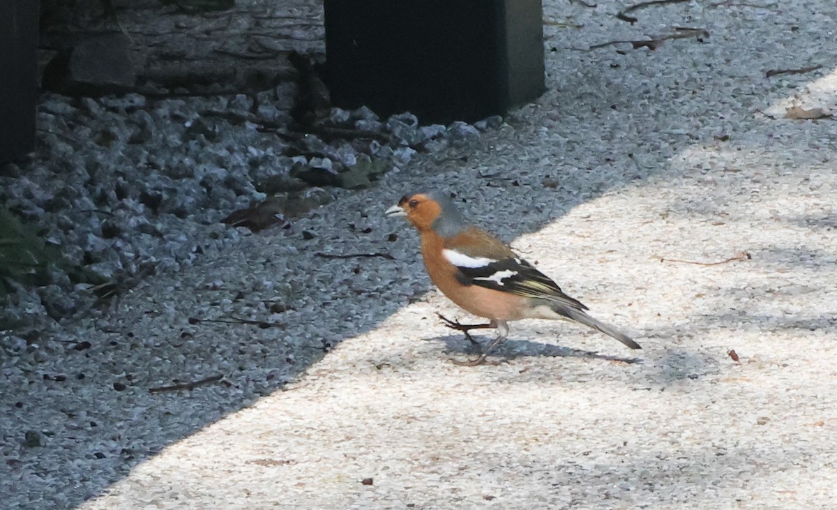 Дуулгат бужирга - ML638455869