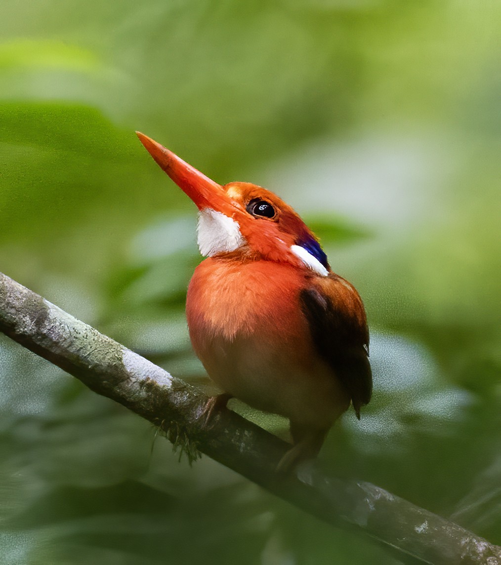 Philippine Dwarf-Kingfisher (Luzon) - ML638455920