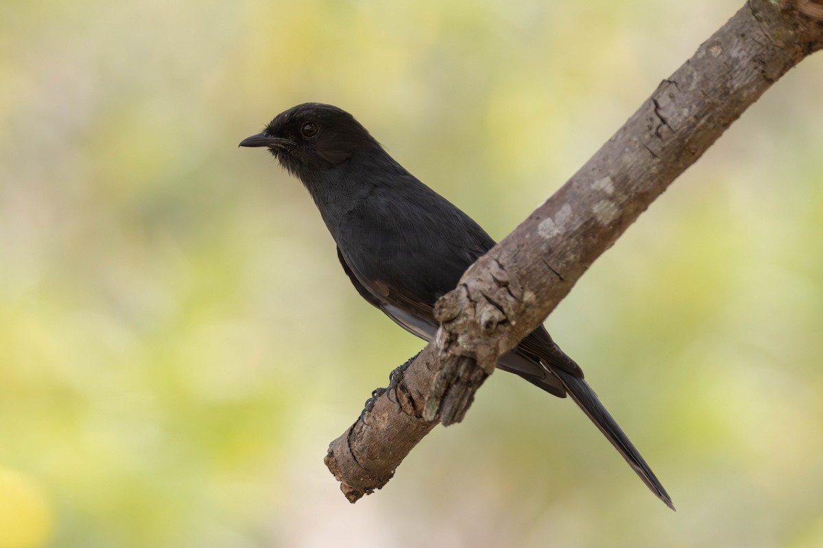 Northern Black-Flycatcher - ML638455929