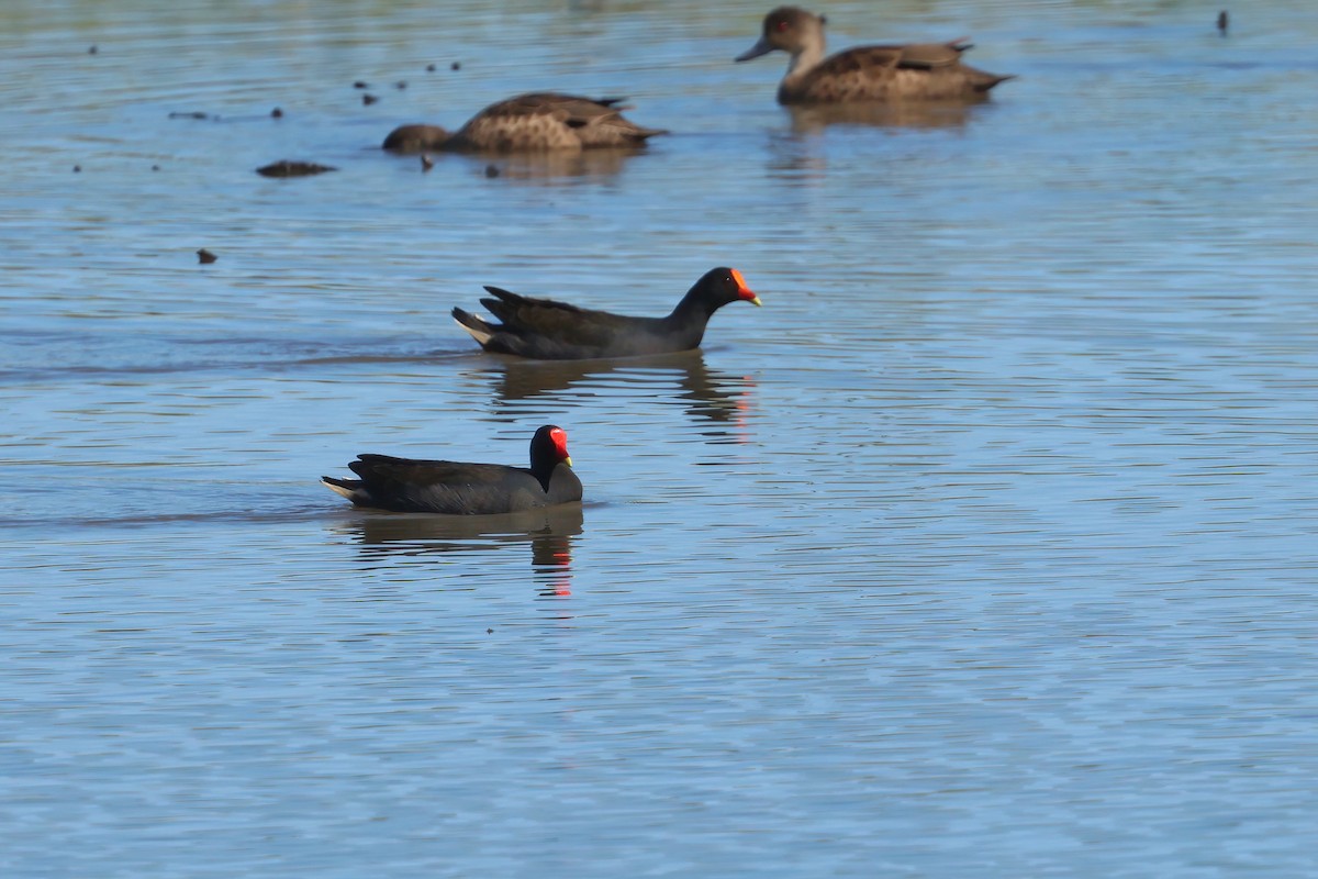 Dusky Moorhen - ML638455980
