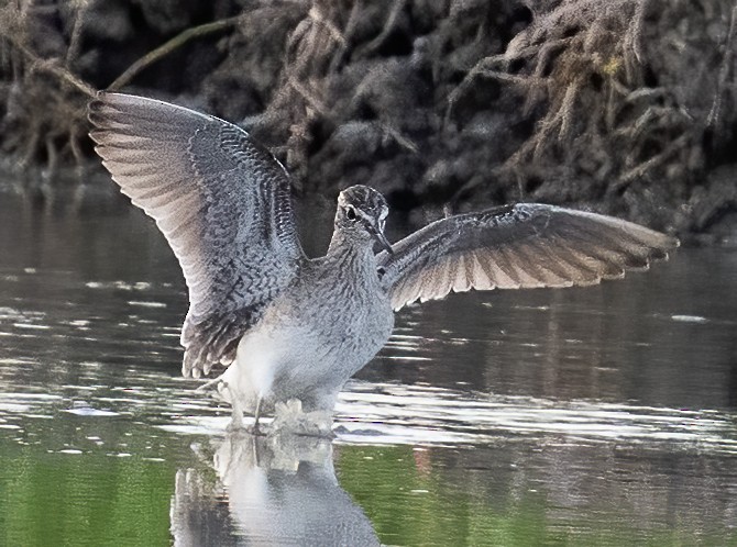 Wood Sandpiper - ML638456024