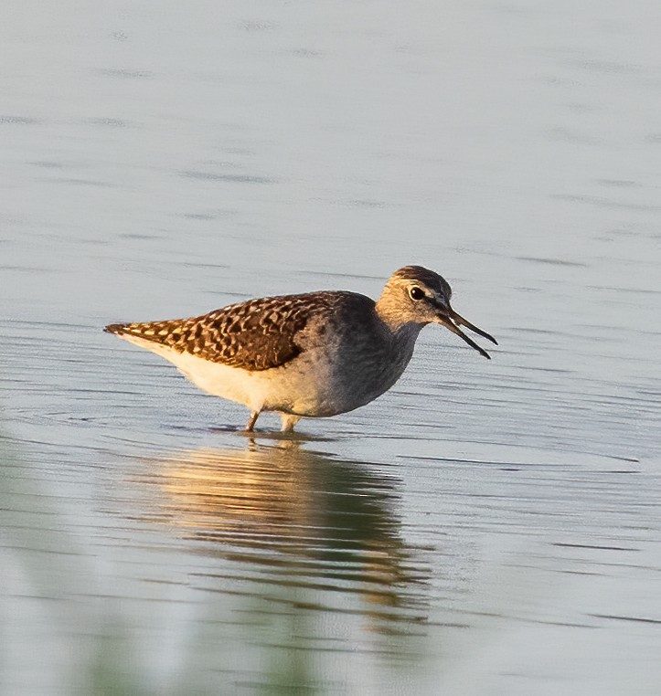 Wood Sandpiper - ML638456025