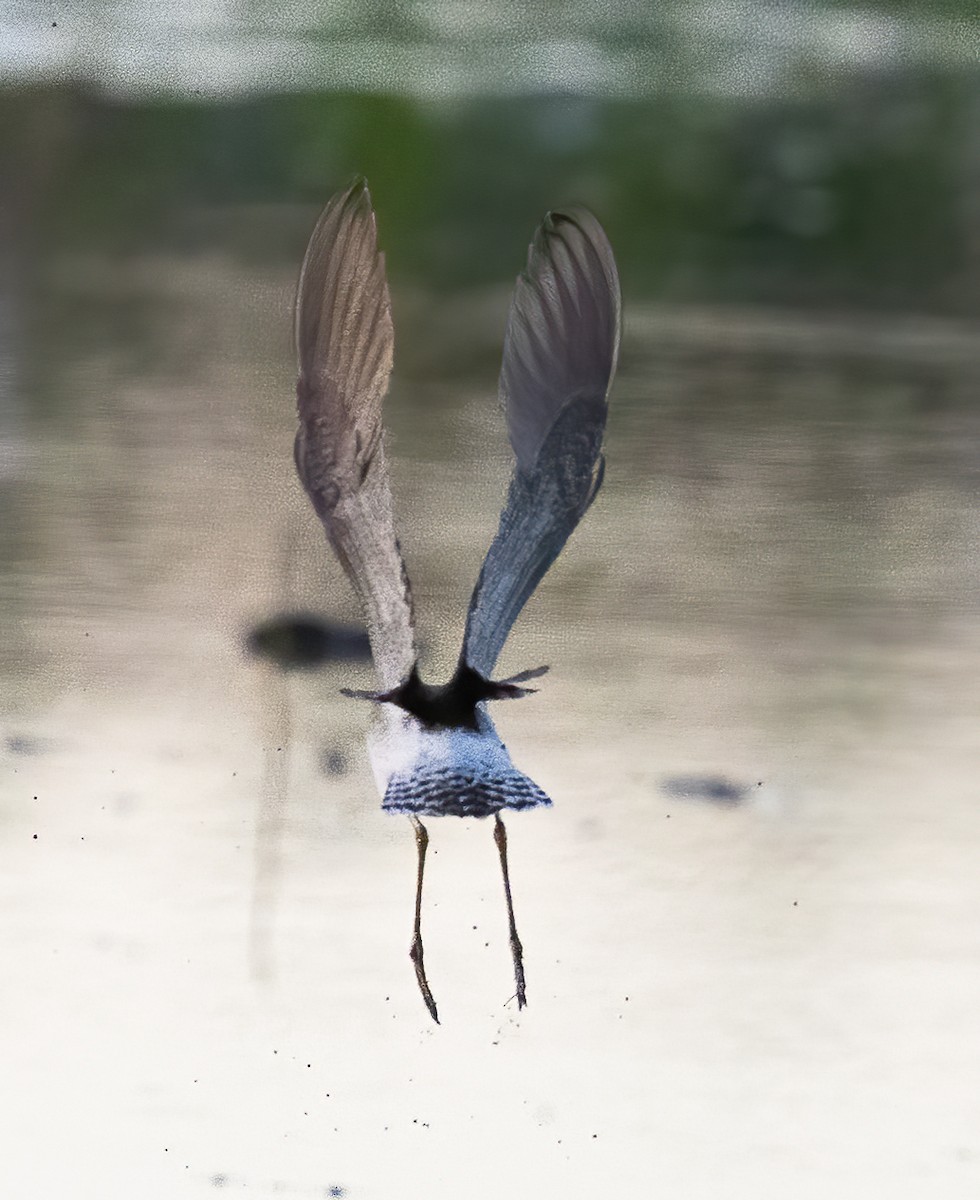 Wood Sandpiper - ML638456027