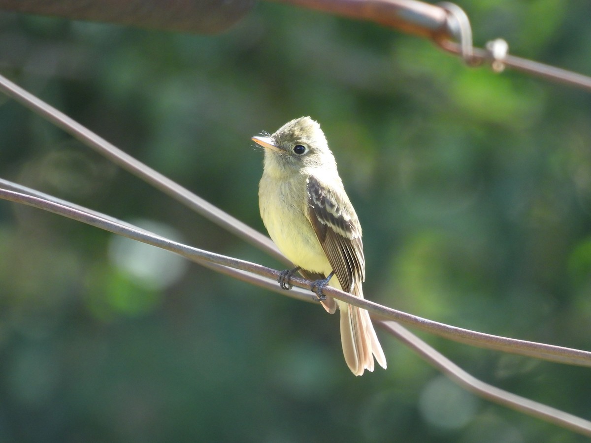 Western Flycatcher (Cordilleran) - ML638456045