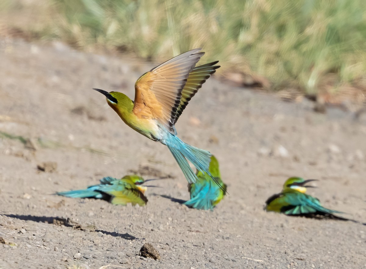 Blue-tailed Bee-eater - ML638456054
