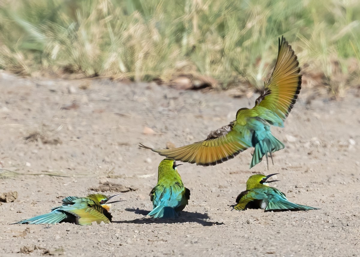Blue-tailed Bee-eater - ML638456055