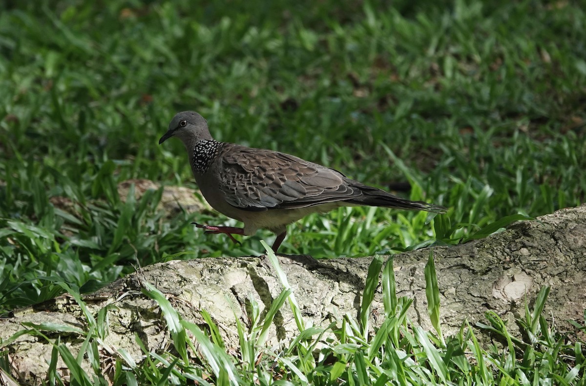 Spotted Dove - ML638456087