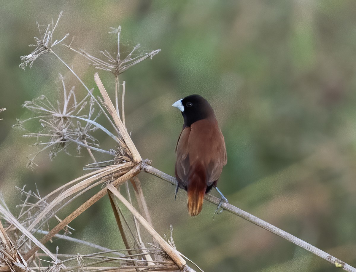 Chestnut Munia (Chestnut) - ML638456092