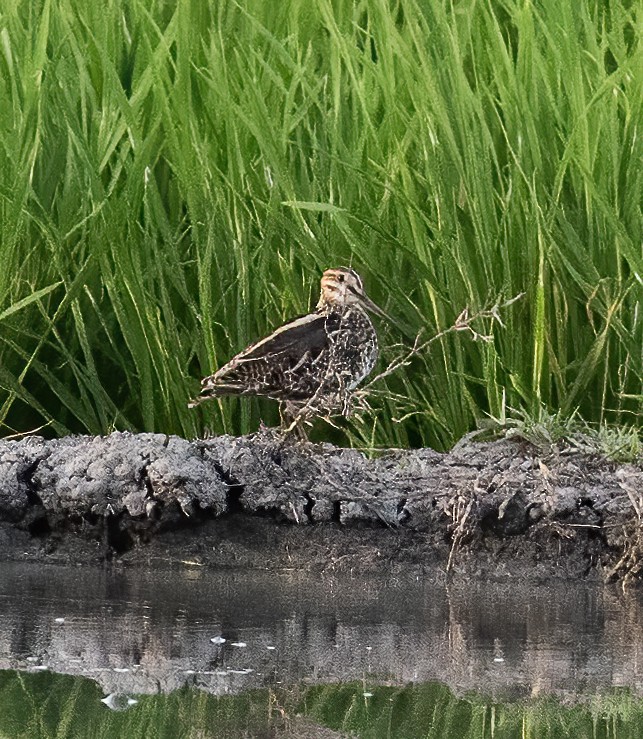 Common Snipe - ML638456105