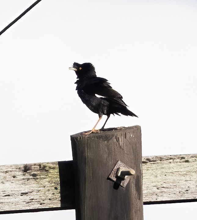 Crested Myna - ML638456130