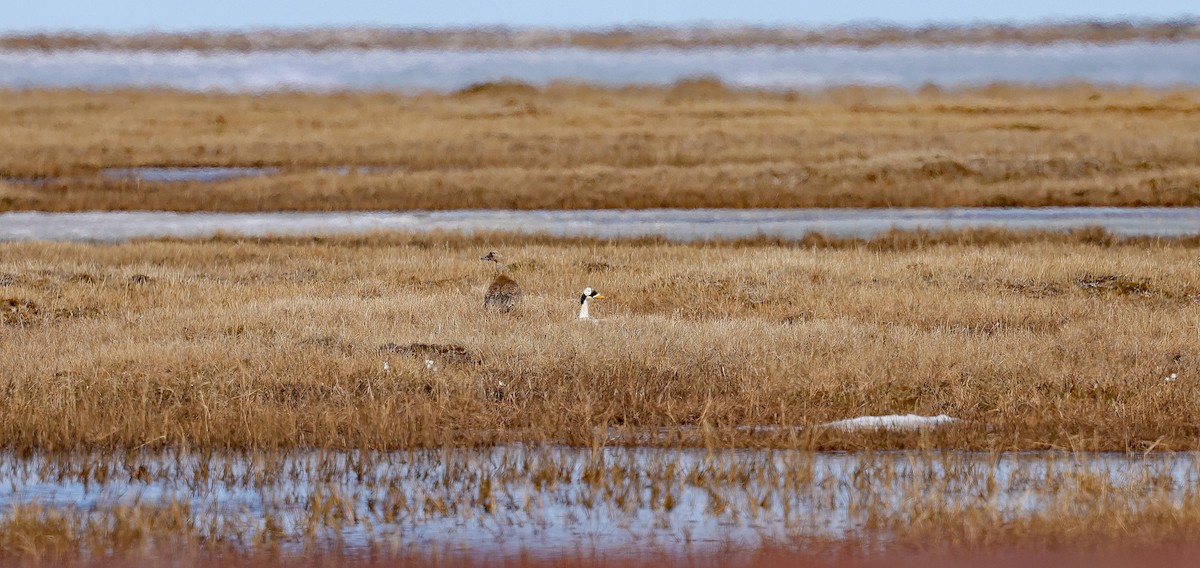 Spectacled Eider - ML638456137