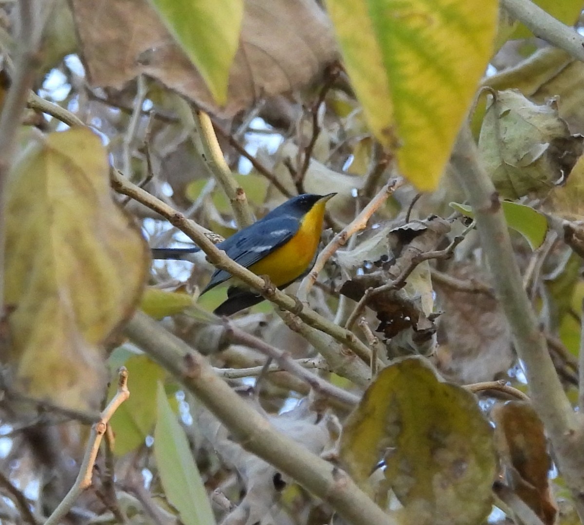 Tropical Parula - ML638456148