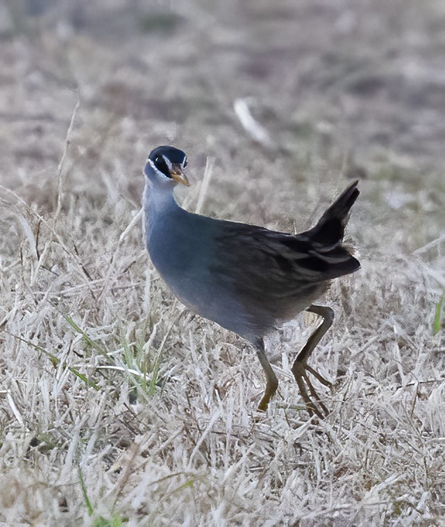 White-browed Crake - ML638456152