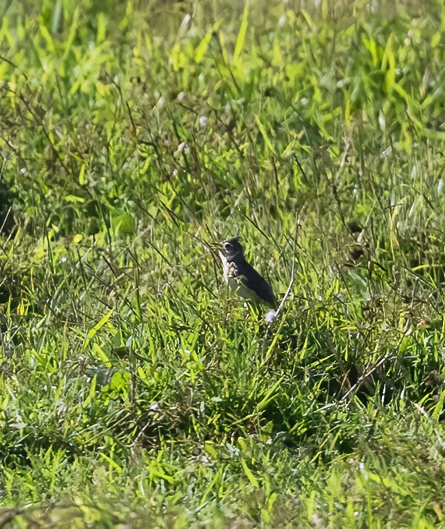 Oriental Skylark - ML638456206