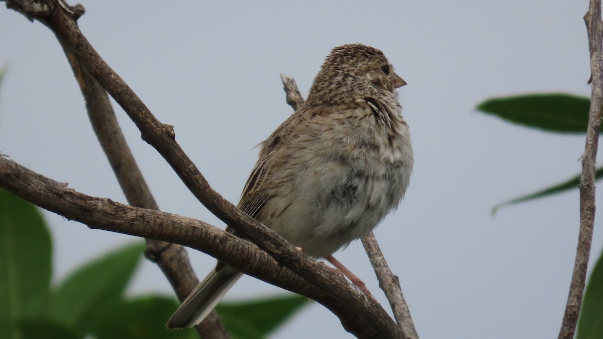 Vesper Sparrow - ML638456254