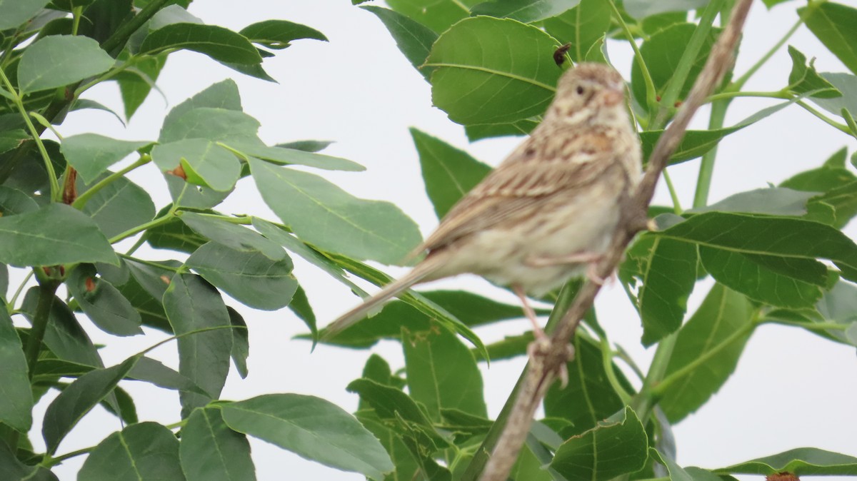 Vesper Sparrow - ML638456255