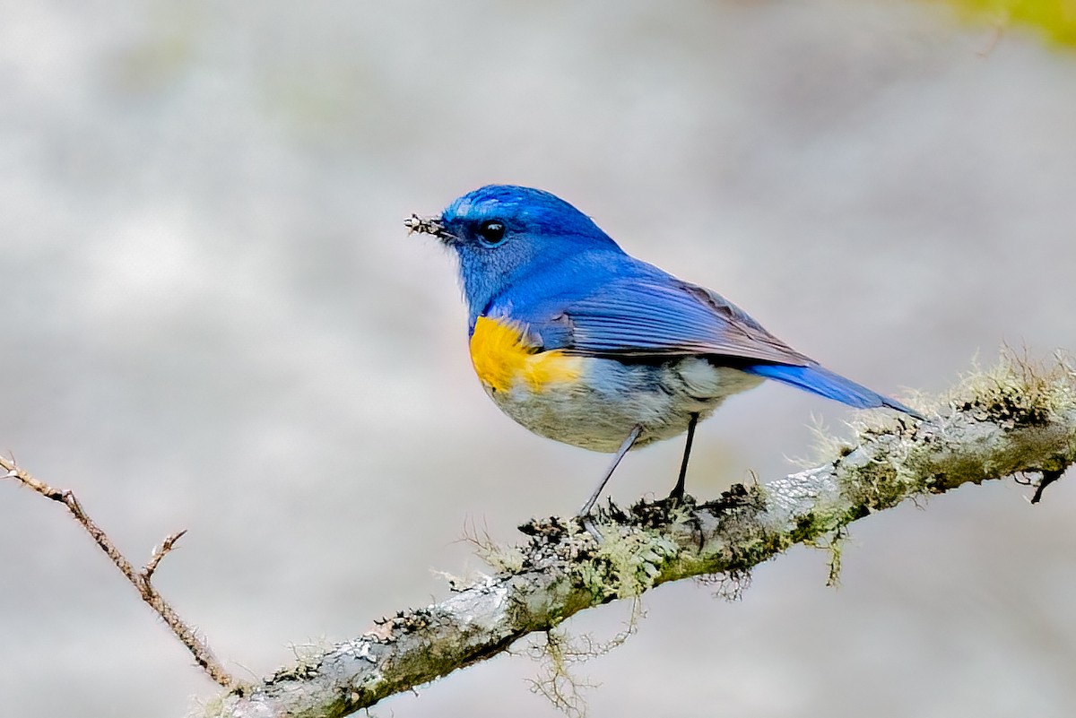 Himalayan Bluetail - ML638456305