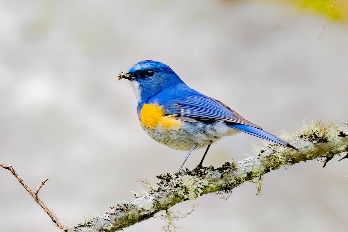 Himalayan Bluetail - ML638456306