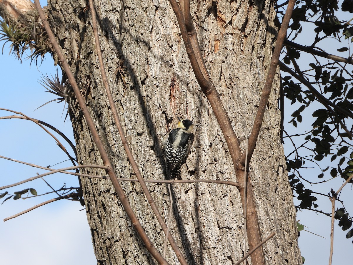 White-fronted Woodpecker - ML638456339