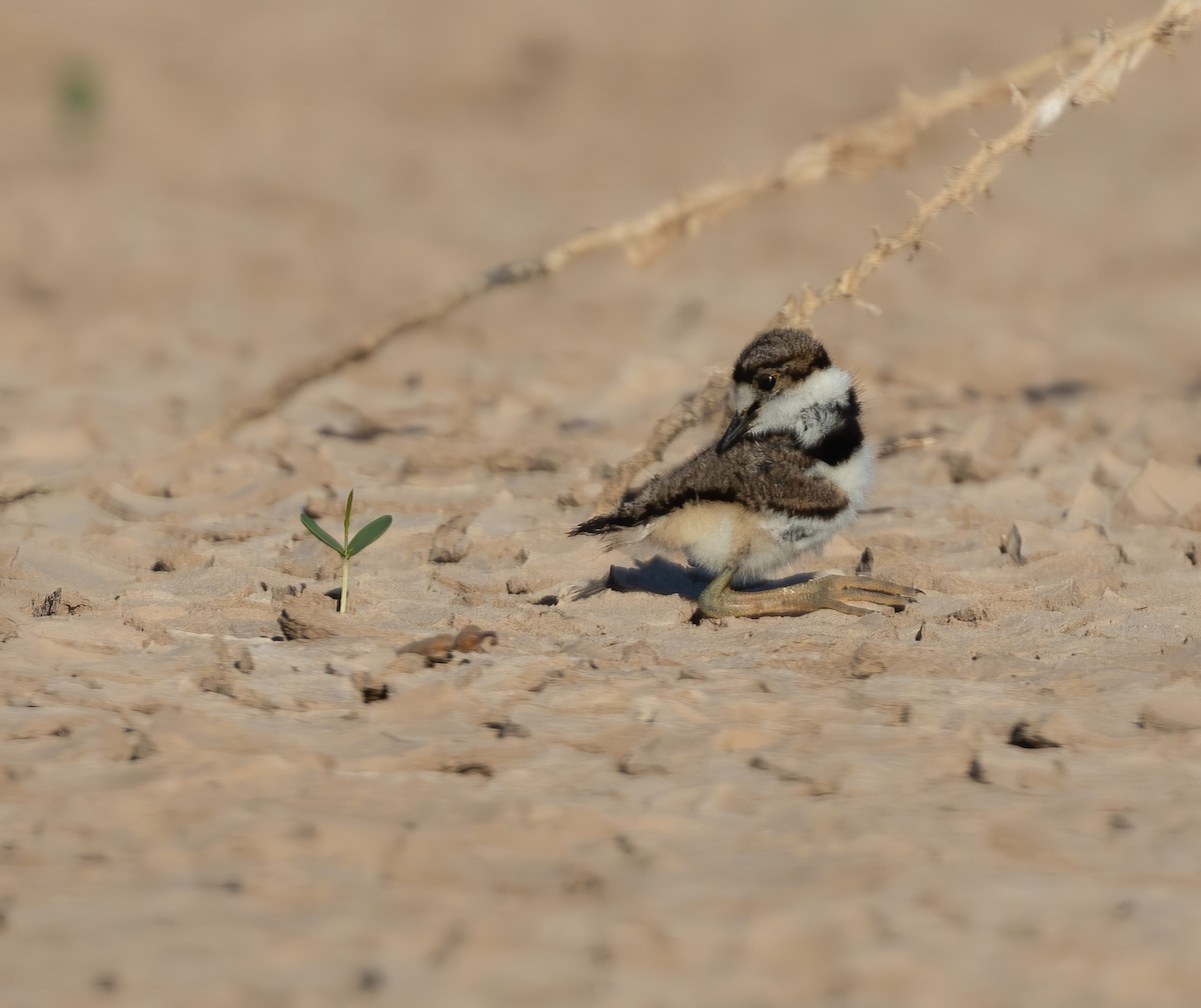 Killdeer - ML638456362