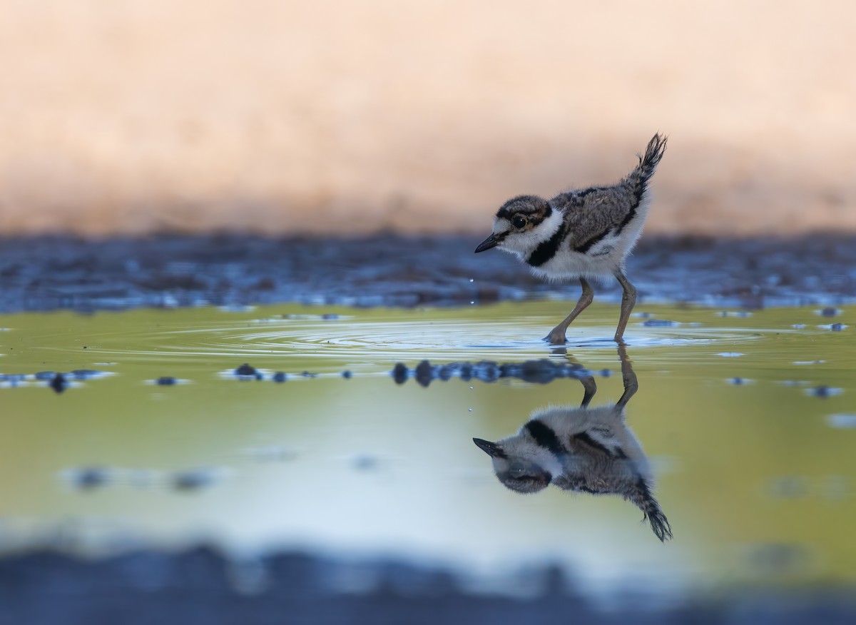 Killdeer - ML638456363