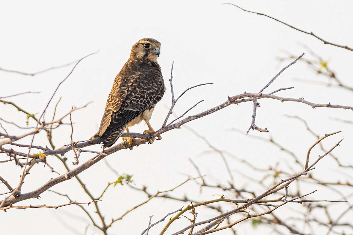 Faucon crécerelle (neglectus/alexandri) - ML638456401