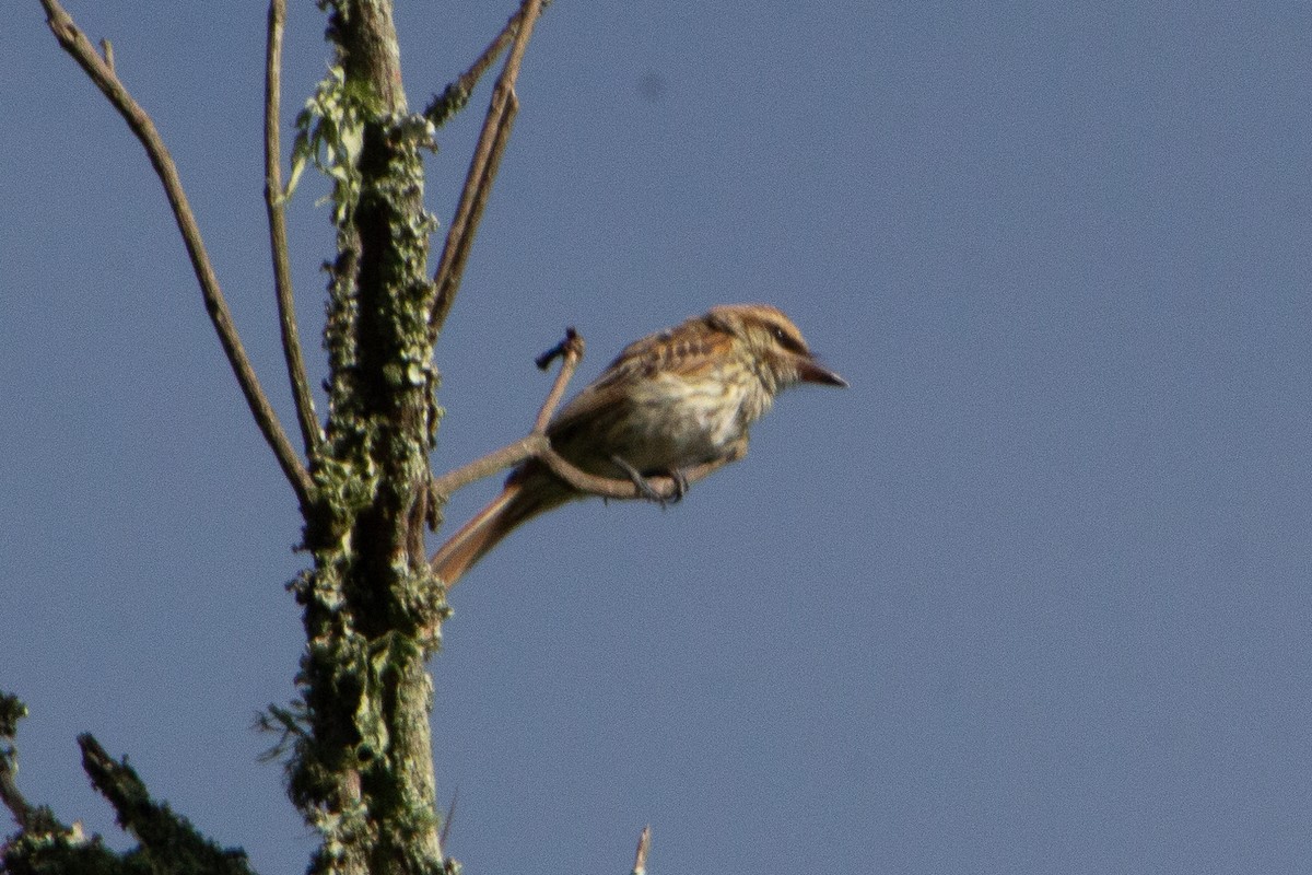 Streaked Flycatcher - ML638456435