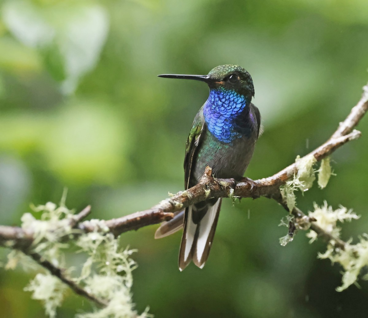 Green-backed Hillstar - ML638456447