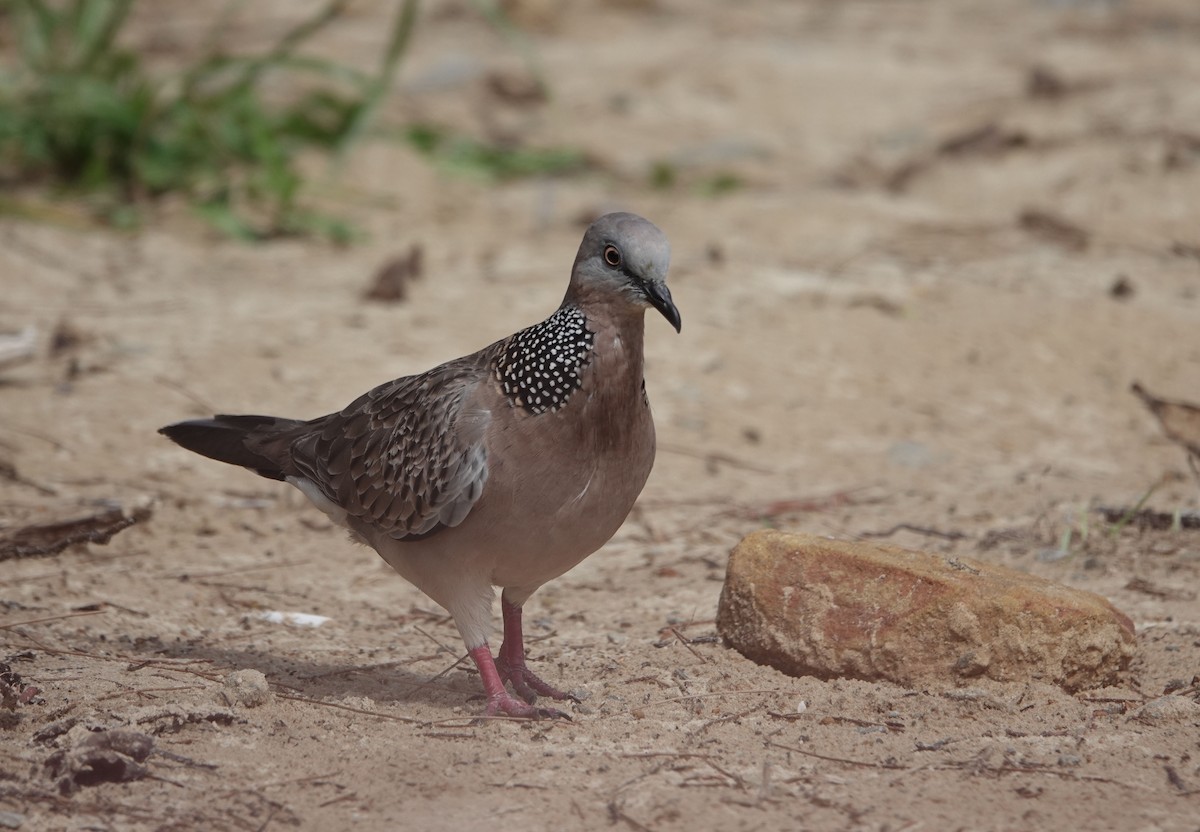 Spotted Dove - ML638456460