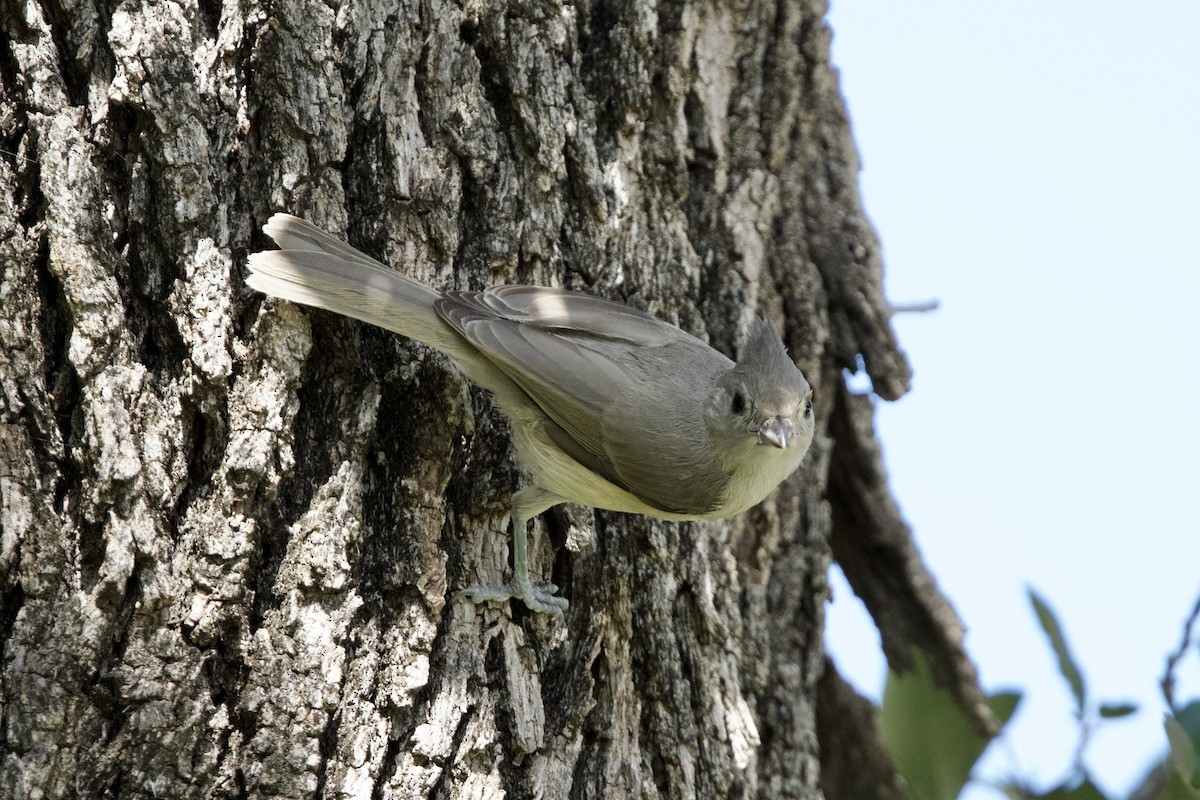 Black-crested Titmouse - ML638456535