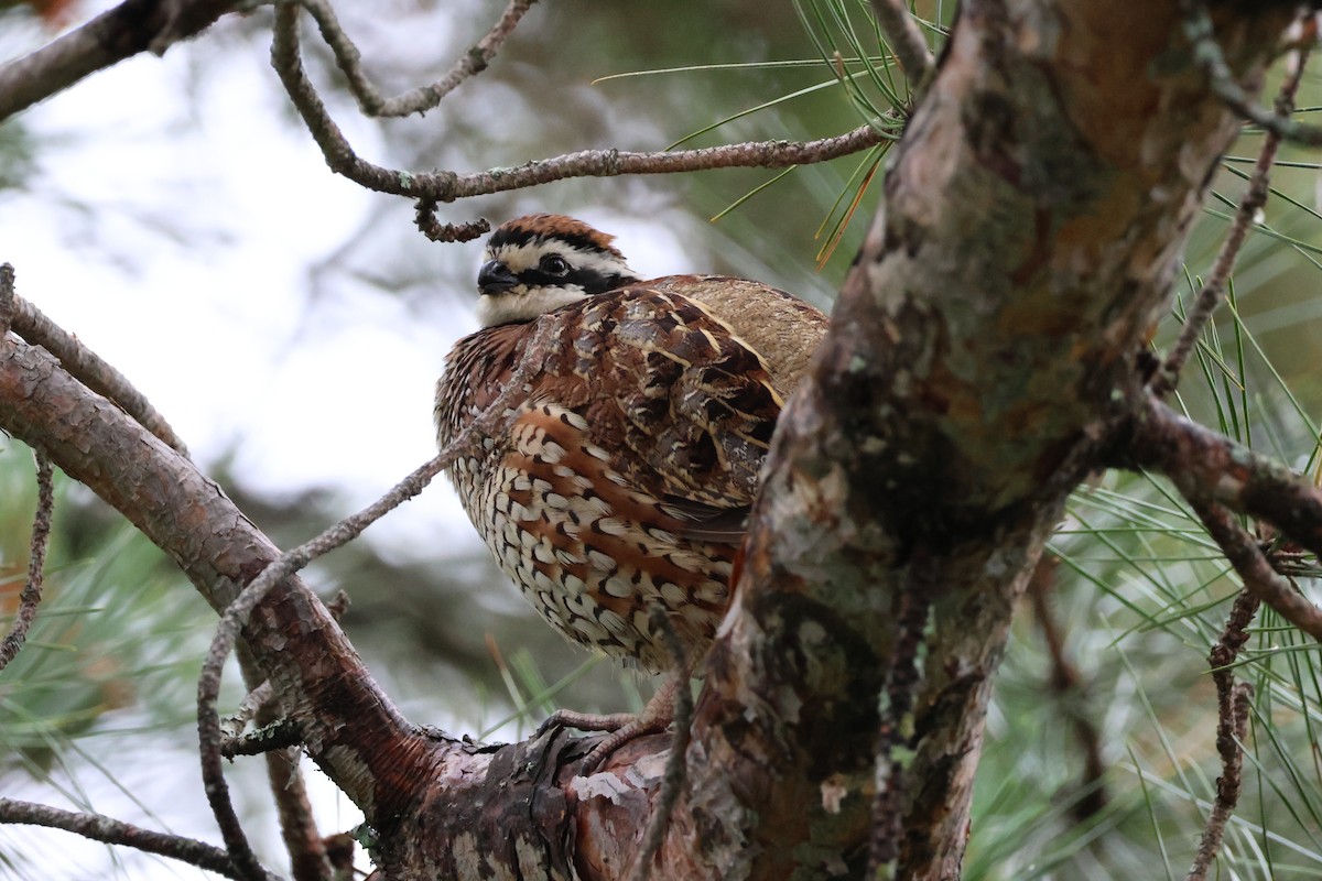 Northern Bobwhite - ML638456537