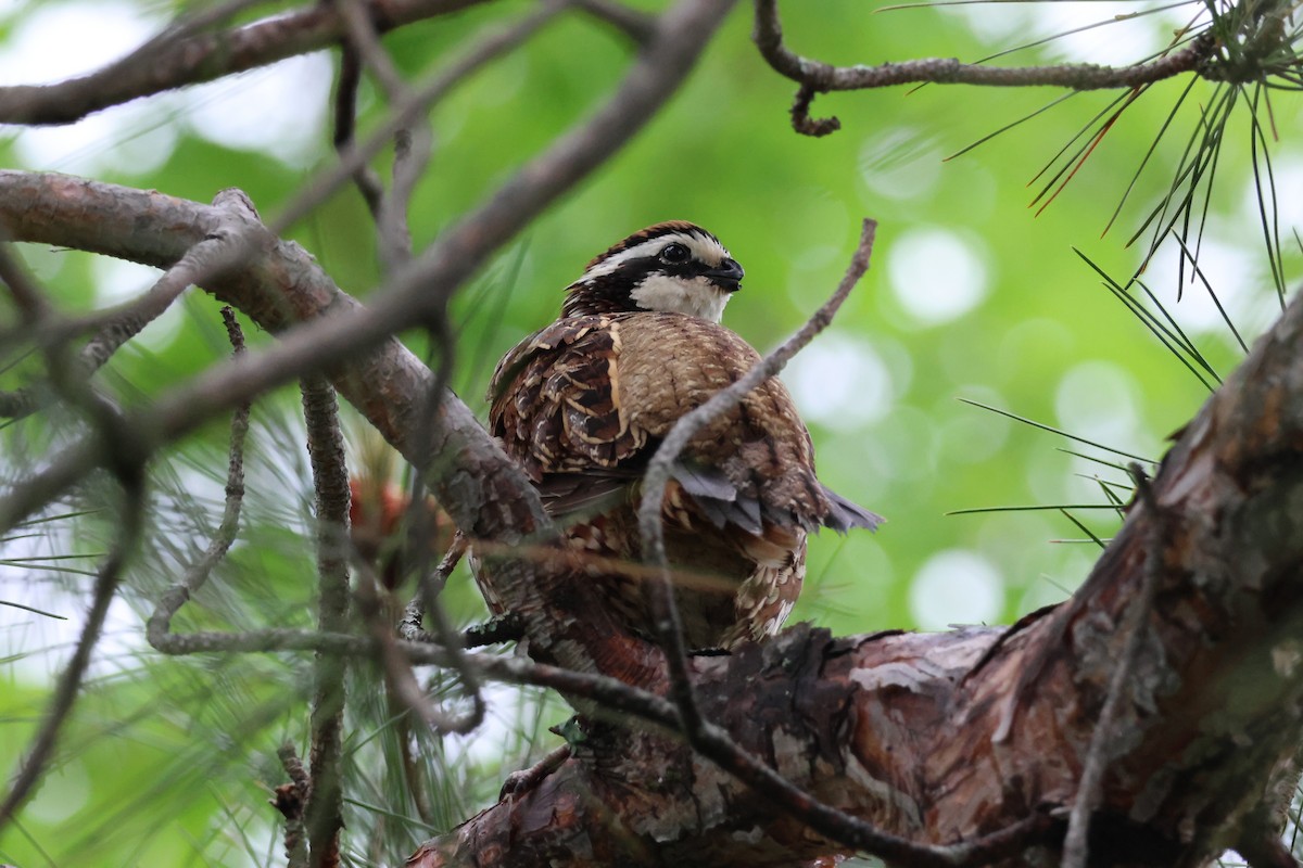 Northern Bobwhite - ML638456538