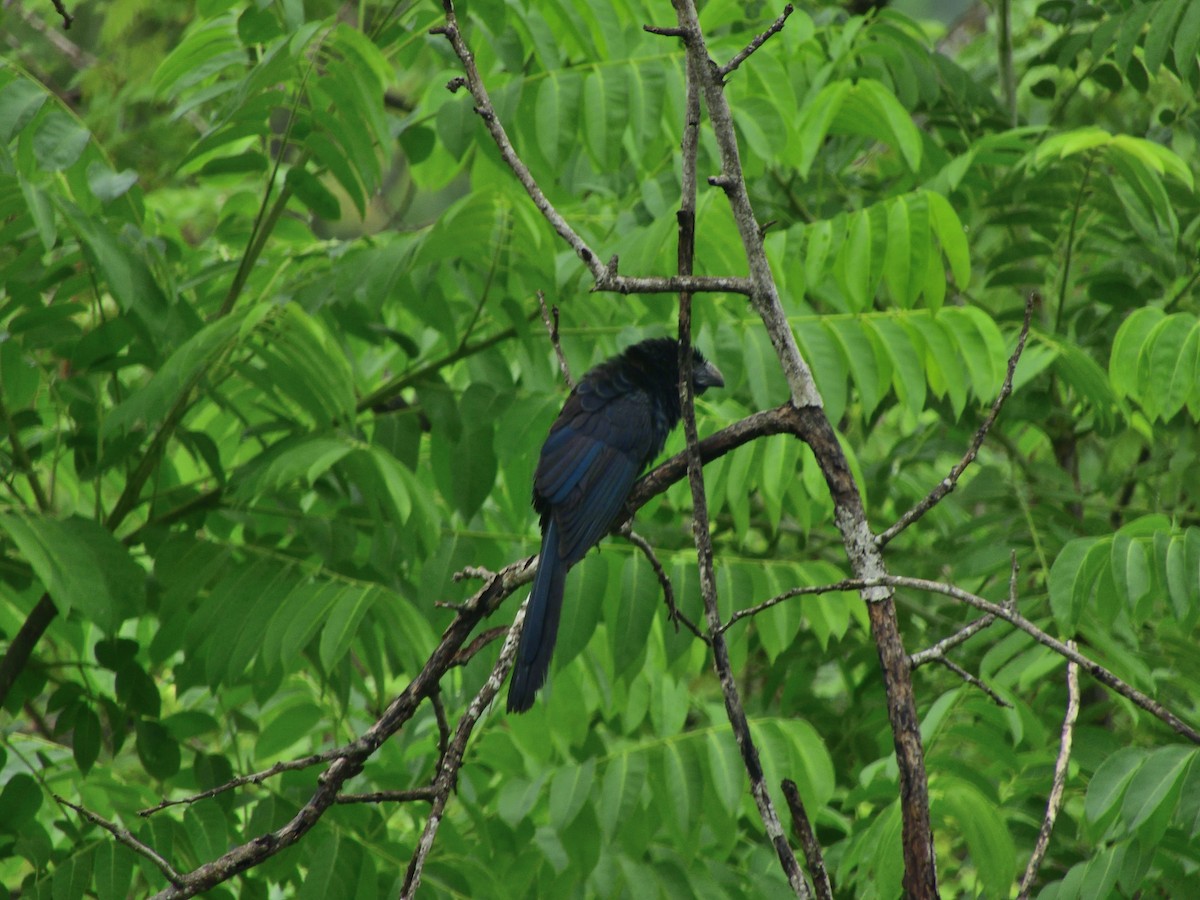 Groove-billed Ani - ML638456567