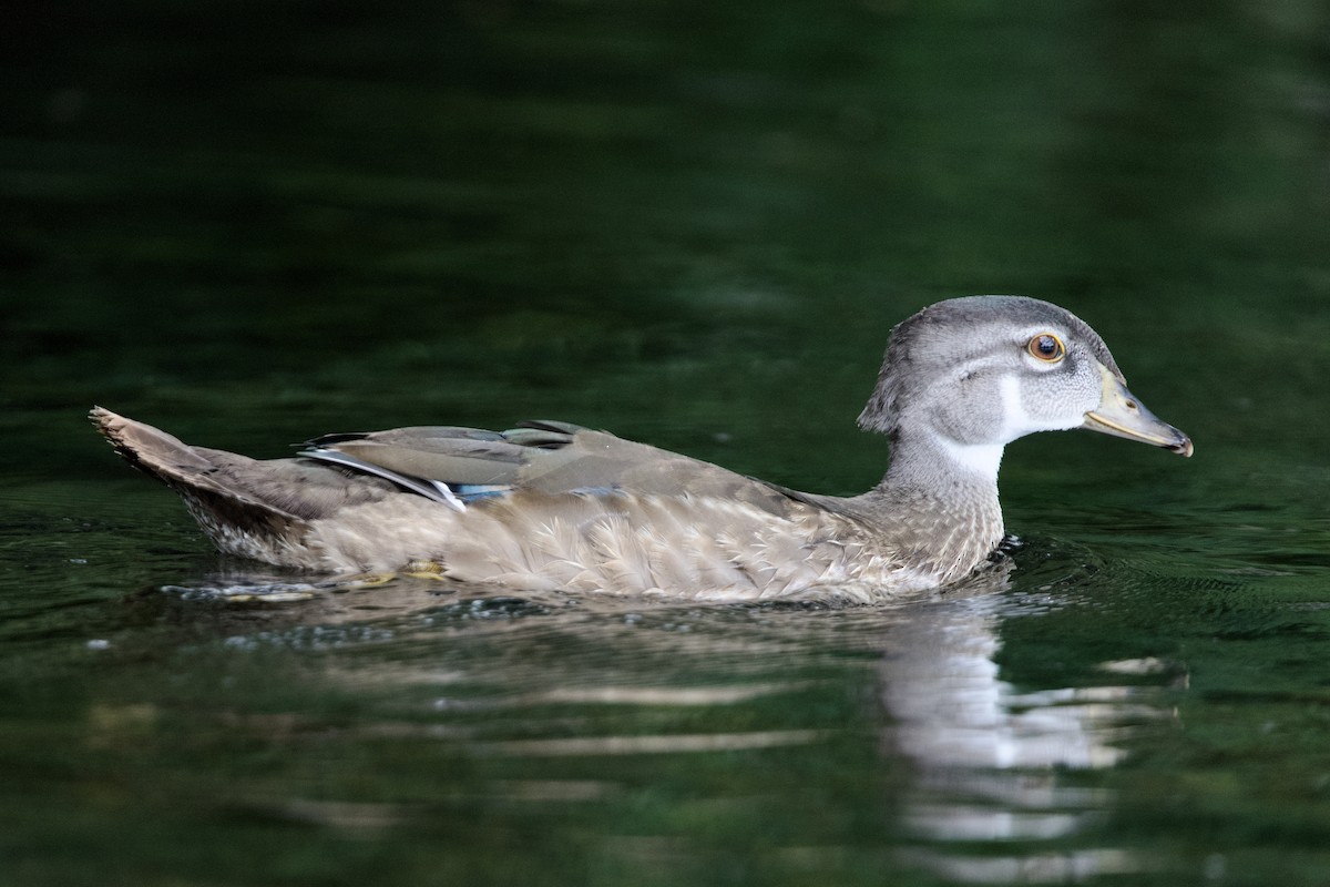 Wood Duck - ML638456568