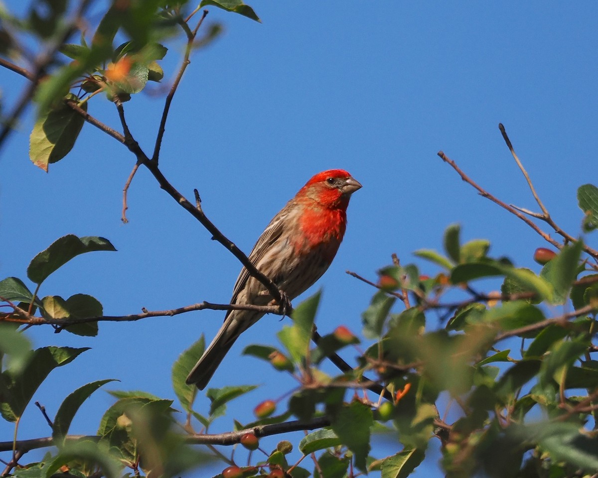 House Finch - ML638456570